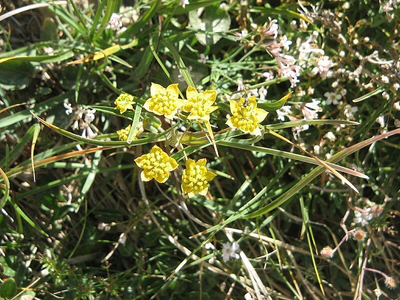 File:Bupleurum ranunculoides02.jpg