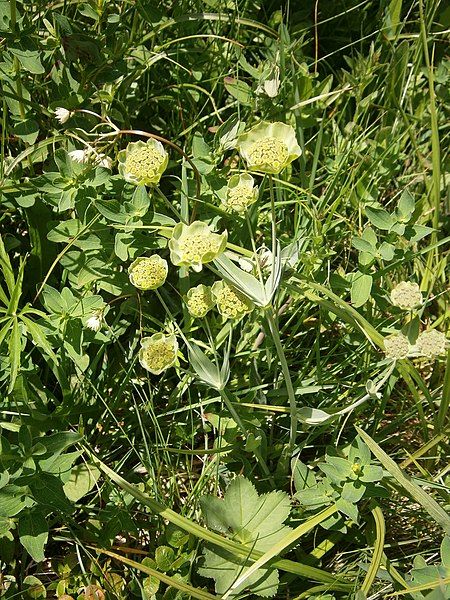 File:Bupleurum stellatum 002.jpg