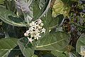 Calotropis gigantea