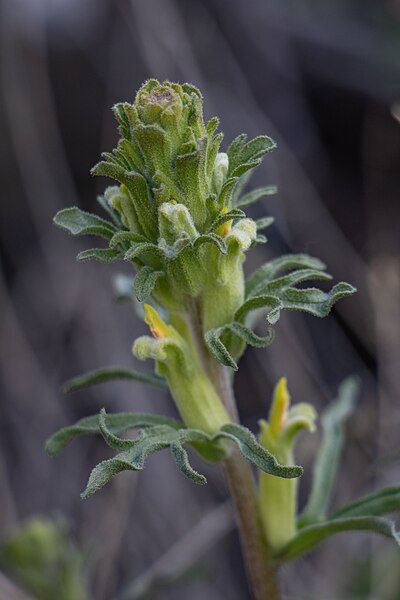 File:Castilleja plagiotoma.jpg