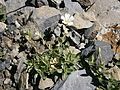 Cerastium alpinum