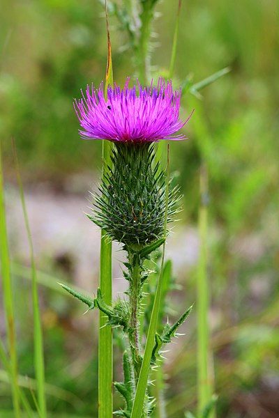 File:Cirsium vulgare 6214.jpg