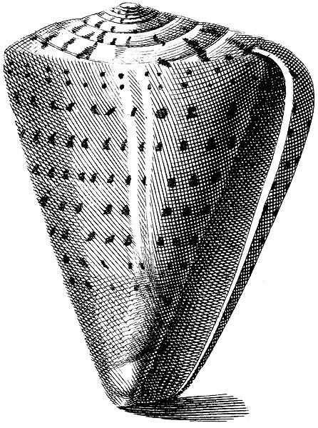 File:Conus-betulinus-001.jpg