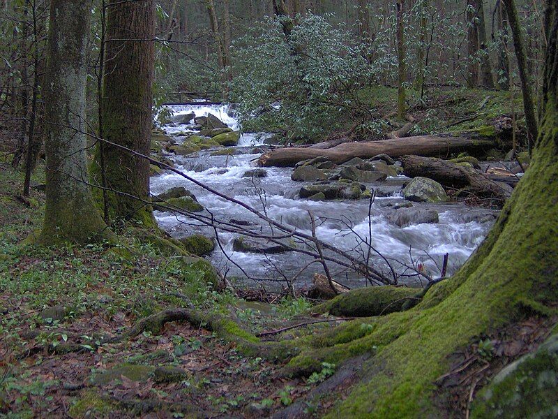 File:Cosby-creek-cove-hardwood-tn1.jpg