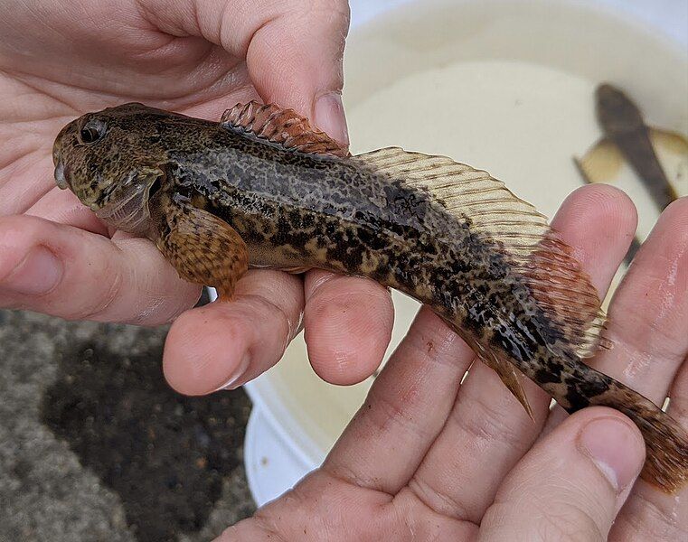 File:Cottus asper sculpin.jpg