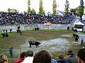 Cow fight in the amphitheater