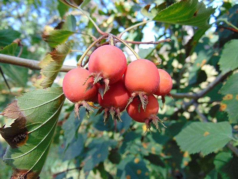 File:Crataegus pennsylvanica fruit.jpg