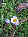 Crocus chrysanthus 'Skyline'