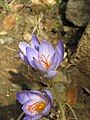 Crocus speciosus close-up