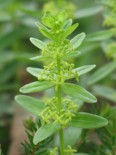 File:Cruciata glabra3.jpg