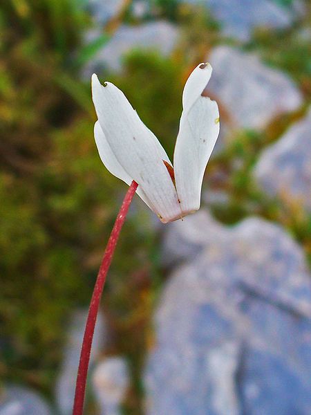 File:Cyclamen creticum 003.JPG