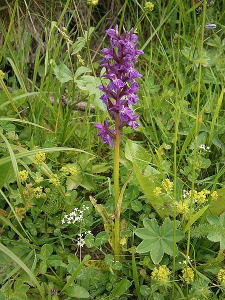 File:Dactylorhiza majalis01.jpg