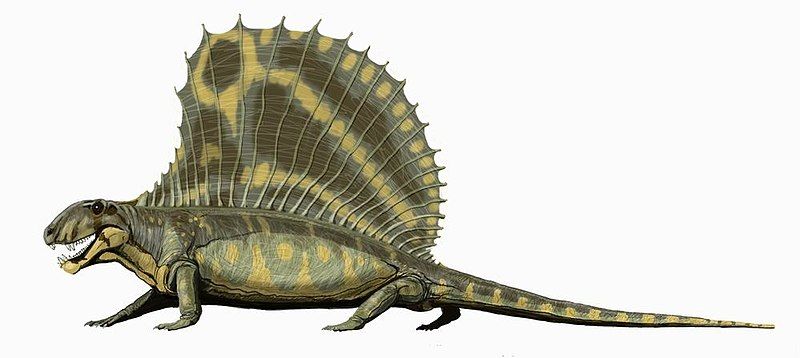 File:Dimetrodon gigashomog DB.jpg