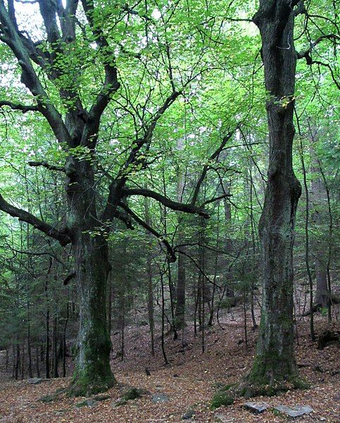 File:Dobrunje beech trees.JPG