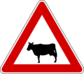 Cows on road ahead