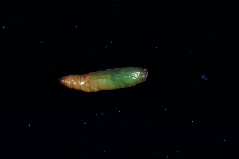 File:Elasmopalpus lignosellus pupa.jpg