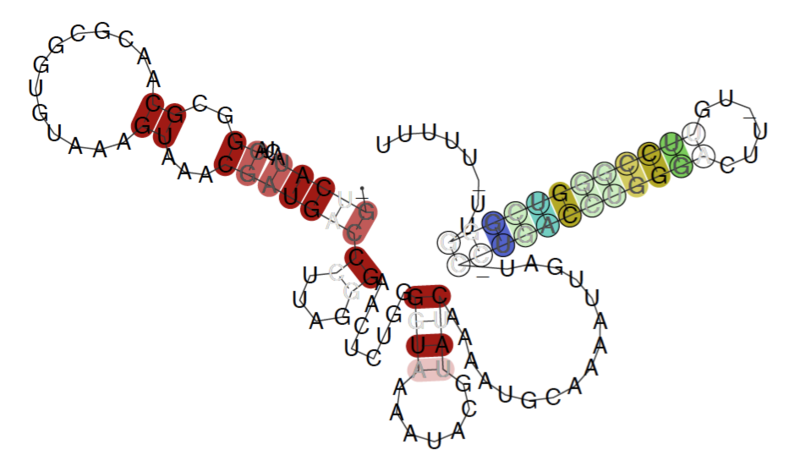 File:Enterobacteria greA leader.png