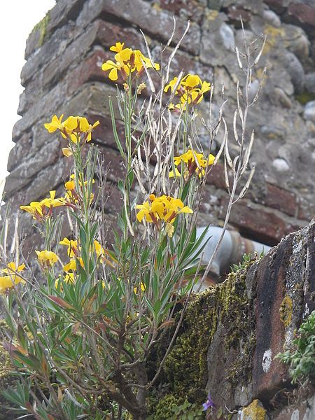 File:Erysimum cheiri02.jpg