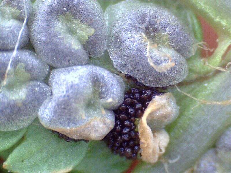 File:Fern close up.jpg