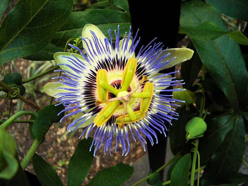 File:FlowerInAlienBlue.JPG