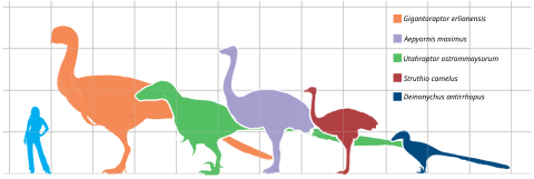 File:Giantbirds.svg