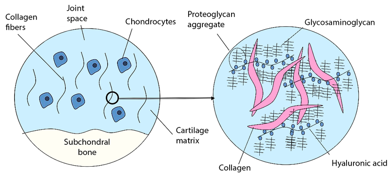 File:Glycosaminoglycans.png