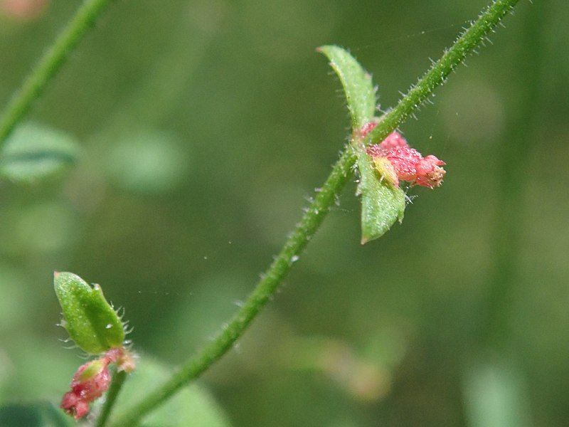 File:Gonocarpus teucrioides PB130029.jpg