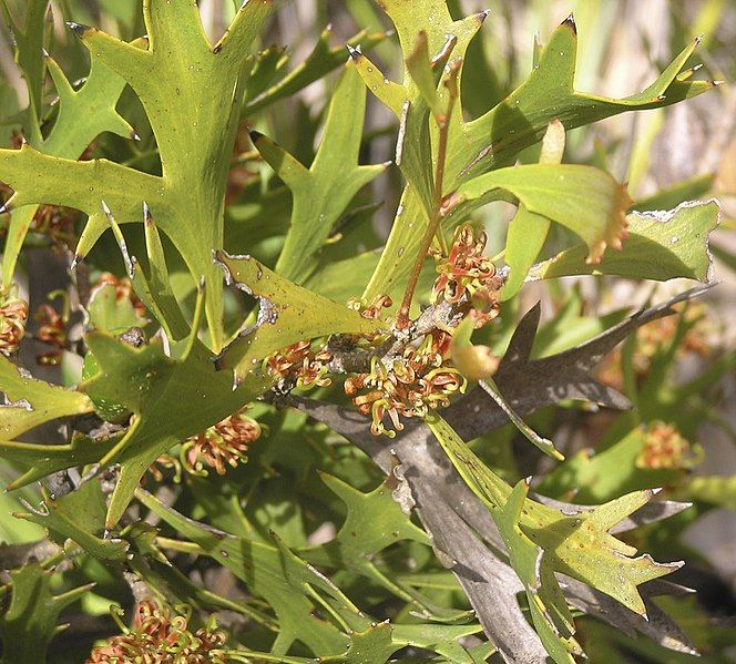 File:Hakea ceratophylla.jpg