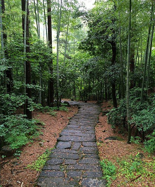 File:Huangshan bamboo.jpg