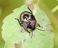 Pentatomidae nymph