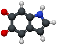 Molecular model of indole-5,6-quinone