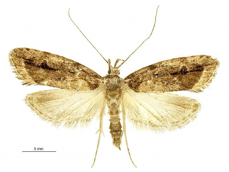 File:Izatha caustopa female.jpg