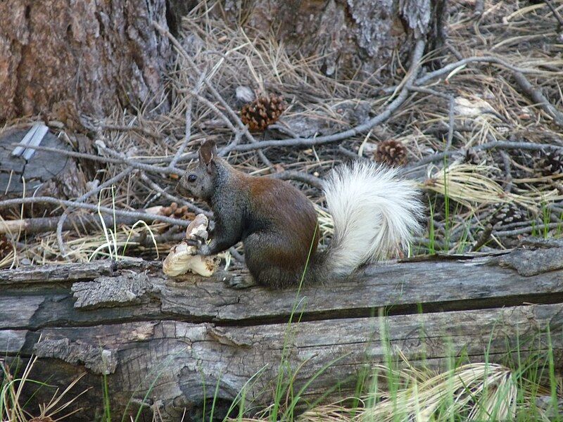 File:Kaibab Squirrel.jpg