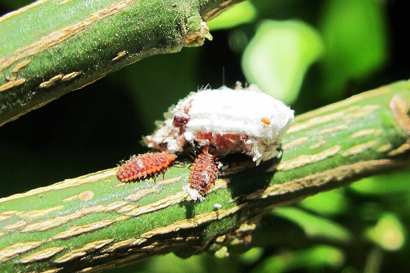 File:Larvas Rodolia cardinalis.JPG