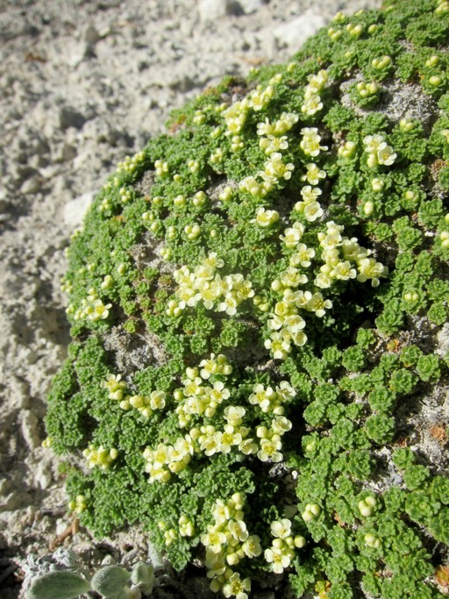 File:Lepidium nanum.png