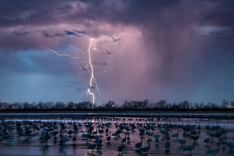 File:Lightening and birds.jpg