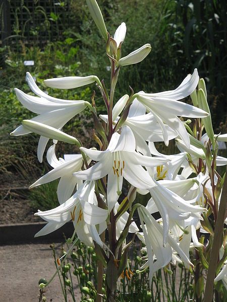 File:Lilium candidum01.jpg