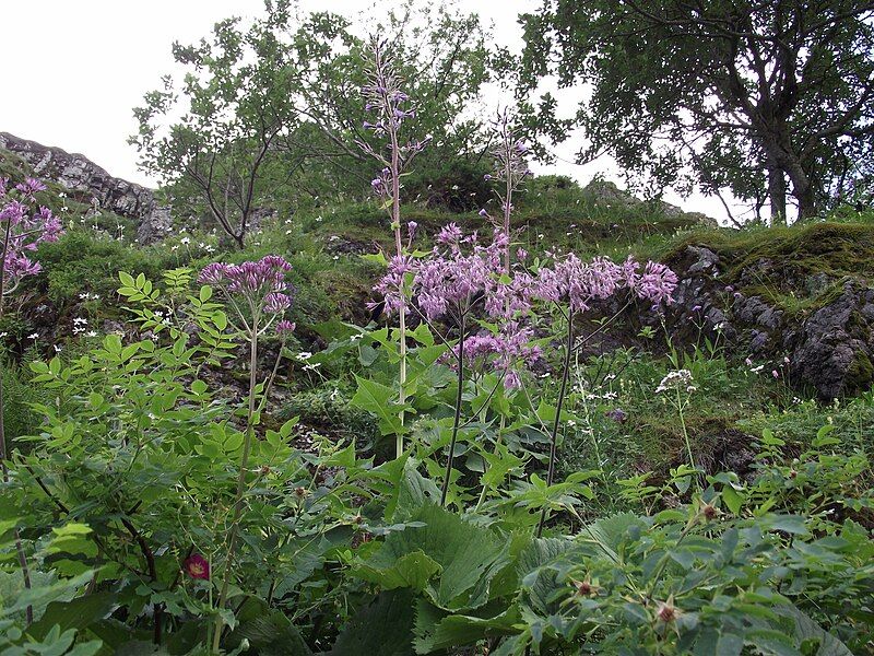 File:Mégaphorbiaie Cantal.jpg