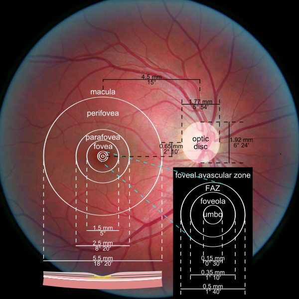 File:Macula.svg