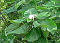 Magnolia dealbata