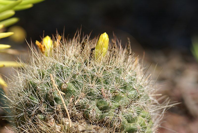 File:Mammillaria weingartiana 01.jpg