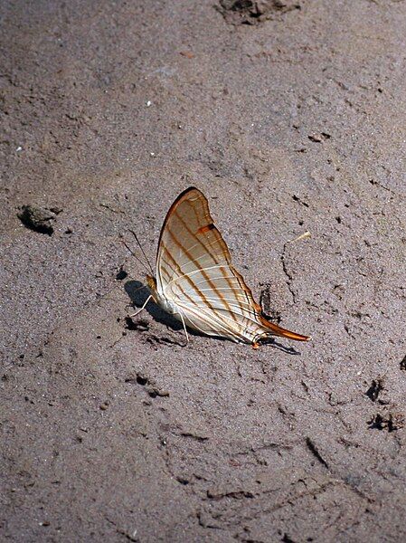 File:Marpesia berania (2872425290).jpg