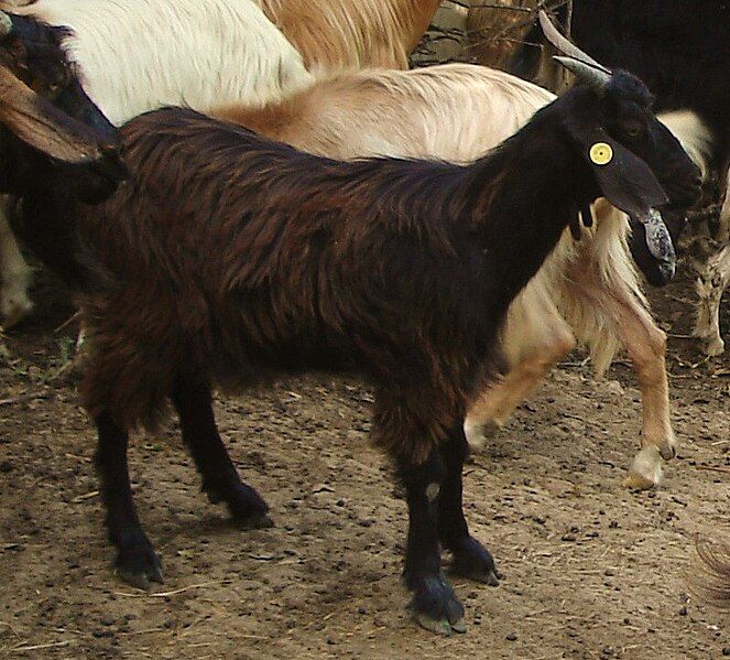 File:Messinese Goat kid.JPG