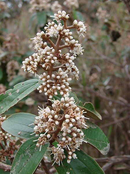 File:Miconia albicans.jpg