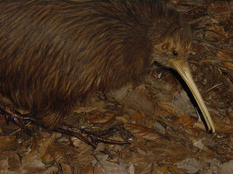 File:New Zealand Kiwi.jpg