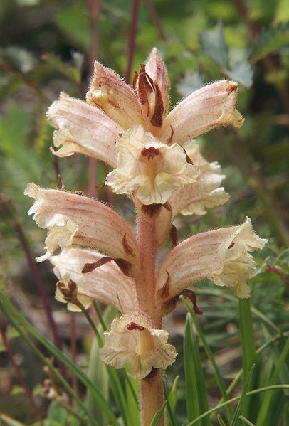 File:Orobanche alba 020607b.jpg