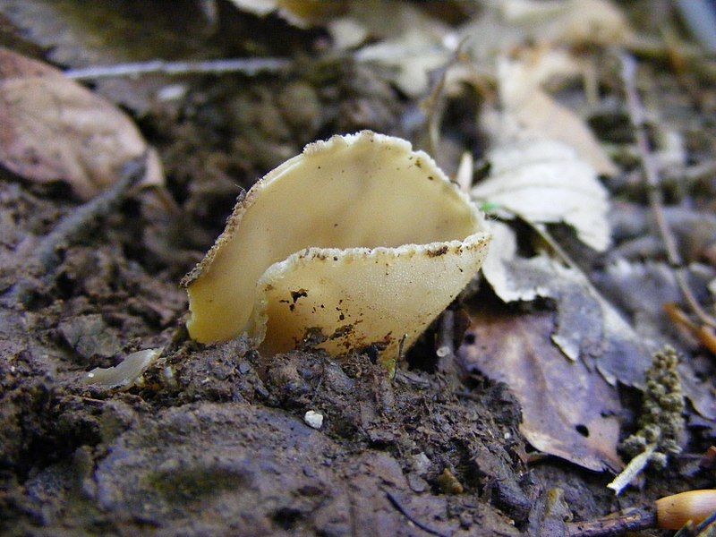 File:Otidea alutacea 77.jpg