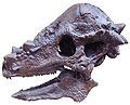 Pachycephalosaurus skull