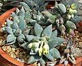 Pachyphytum coeruleum