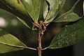 Leaves clustered at tip of branchlets